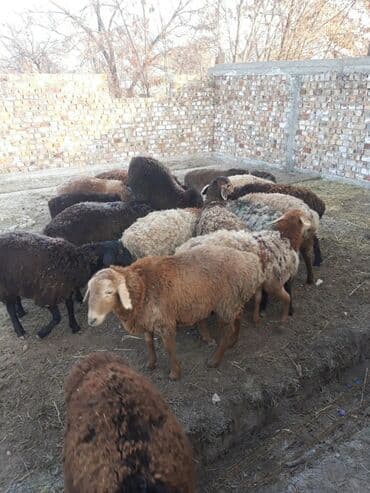 возьму собаку в добрые руки: Продаю | Овца (самка) | На забой, Для разведения — 5