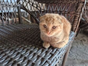 объявления о найденных животных: Ургаачы — 4