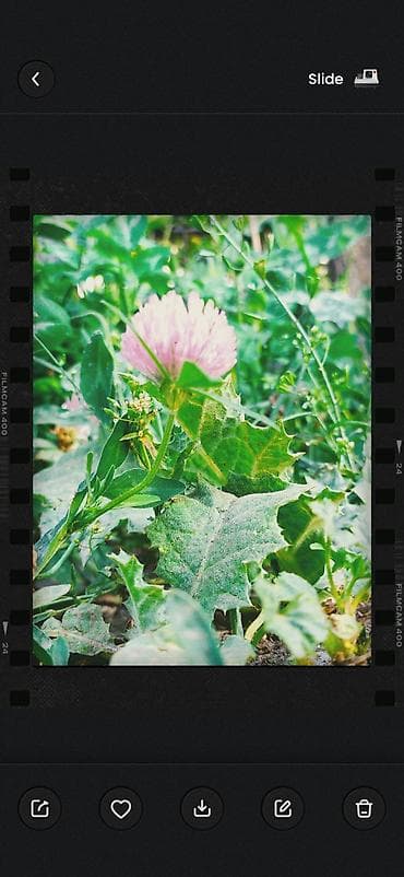 семена кукурузы торо: Семена клевера лугового (Trifolium pratense) - Многолетний кормовой и — 2