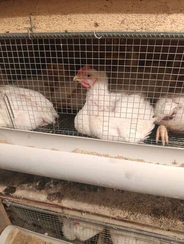 корма для сх животных: Продаю кур на забой . корм из оазис Агро. 160с за Кл — 3