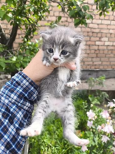 регдол кошка: Котята, пушистые малыши в добрые руки, кушают самостоятельно и ходят — 1