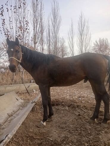 цеп для собак: Продаю | Жеребец | Для разведения | Осеменитель — 1