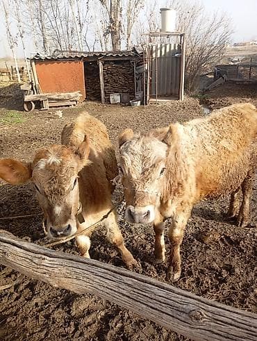 раки купить: Продаю | Бык (самец), Тёлка | На откорм | Привязанные — 7