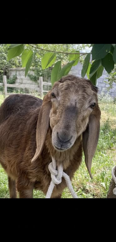 отдам даром собак в бишкеке: Продаю | Баран (самец) | Арашан | Для разведения — 1