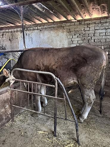 дакан короз шамо: Продаю | Тёлка | Симментальская | Племенные — 4