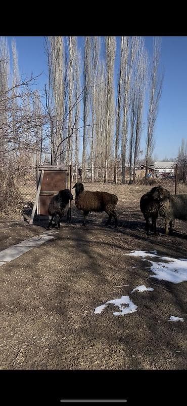 Продаю | Баран (самец), Ягненок | Полукровка | На забой | Кастрированные