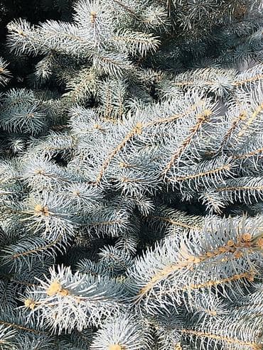 Садовая мебель: Саженцы деревьев: Ели — 3