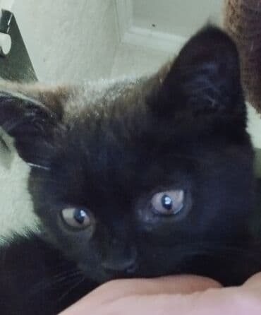 сколько стоит кастрация кота в бишкеке: Кошка даром: Беспородная, 3 месяца, Мальчик, Приучена к лотку — 7