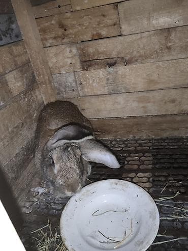 кошки маин кун: Продаю | Крольчата | Для разведения — 6