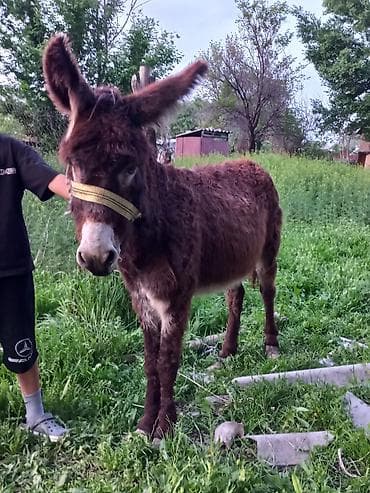 улитка купить: Осёл (домашний), небольшой рост. - Масть: тёмно-каштановая, пушистая — 3