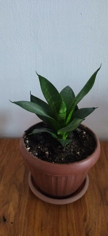 где купить саженцы гортензии в бишкеке: Продаю цветы — 3