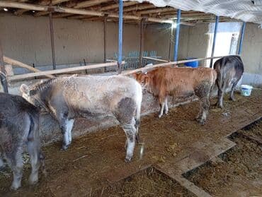 сиамская кошка цена бишкек: Продаю | Бык (самец) | На откорм — 1