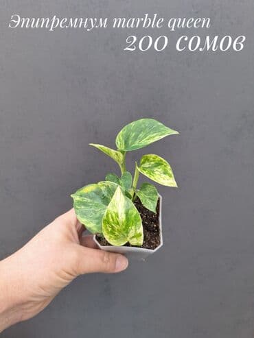 живые растения в аквариум купить: Комнатные растения, цветы (молодые растения, взрослые экземпляры). Не — 25