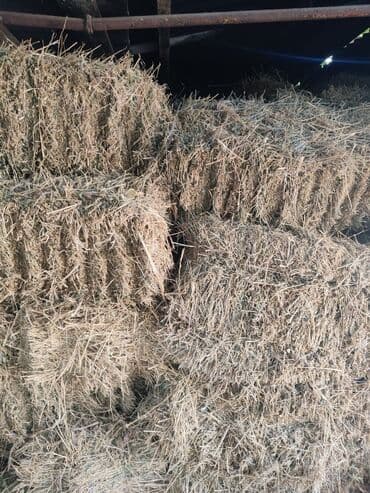 продам чеснок: Продаю Сена в срочном порядке — 1