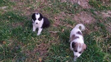 купить щенок лабрадора: Щенки метисы, возраст 1 месяц. папа бишкекская овчарка, мама — 2