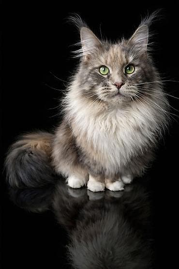 Вязка кошек: Мейн-кун, 1 год, Девочка, Черепаховый — 2