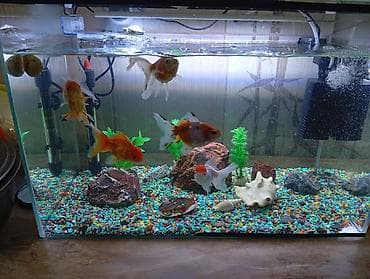 купить рыбу клоуна: Продаются золотые рыбки 6 шт «Красная шапочка»! 🐠❤️ Красивые — 2