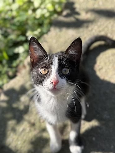 Котята, домашние Привиты, кастрированы Котята разного окраса