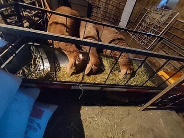 союш кой: Продаю | Овца (самка) | Для разведения — 3