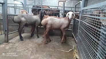 продам курей: Продаю | Баран (самец) | Гиссарская | На забой, Для разведения — 2