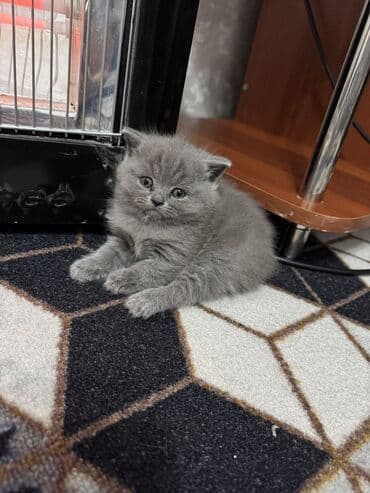 кошка продажа: Шотландские котята (вислоухие/страйт) серого (blue) окраса - Плюшёвая — 3
