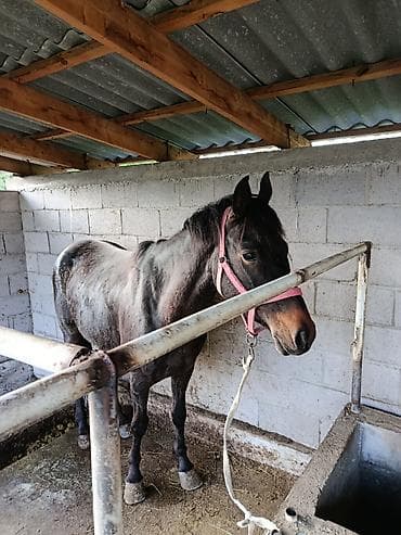 ворона: Продаю | Кобыла (самка) | Рабочий — 3