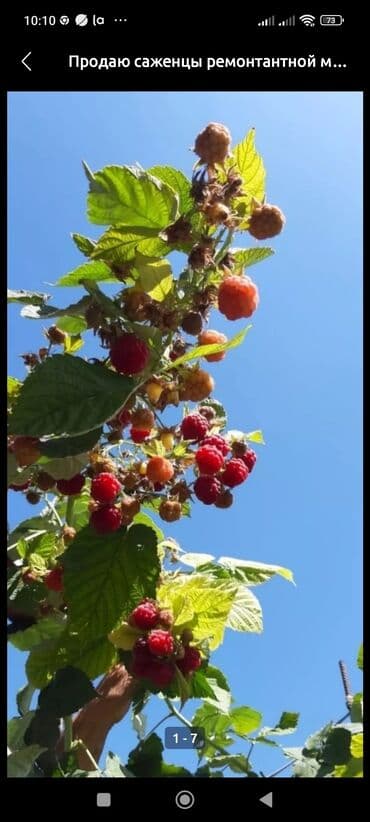 malina.kg продажа малины оптом в бишкеке новопокровка фото: Малина — 7
