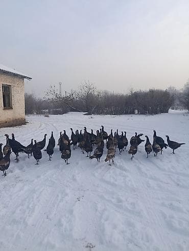 Аквариумдар: Индейки (стадо) - Порода/окрас: смешанные темные окрасы (черный — 7