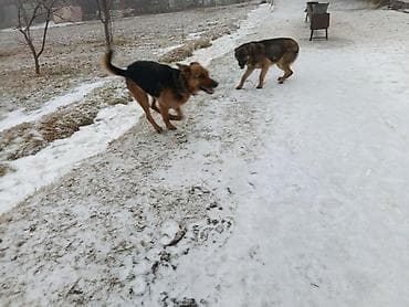Мышыктар: Немецская овчарка среднего-крупного размера. Короткошёрстные, с — 5