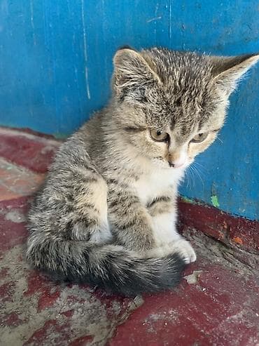 Котёнок полосатого окраса (серо-коричневый табби) с белыми лапками и