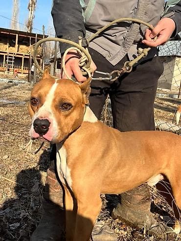 Ветеринар кызматы: Американский стаффордширский терьер, кобель. Окрас: рыжий с белыми — 4