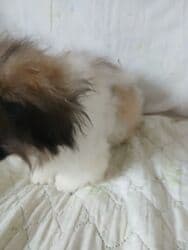 Вязка собак: Пекинес, 3 месяца, Самец, С прививкой, С родословной — 4