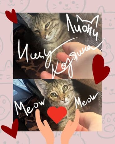 куда можно отдать собаку в бишкеке: Кошка даром: Беспородная, 4 месяца, Девочка, С прививками, Метис, Приучена к лотку — 1