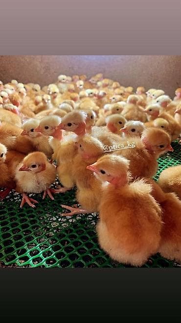 породистый бычки: Продаю | Цыплята | Для разведения — 1