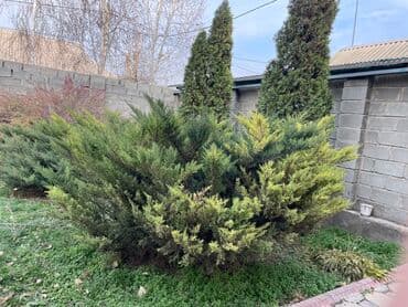 заправка газовых баллонов на дому бишкек: Саженцы цветка — 2