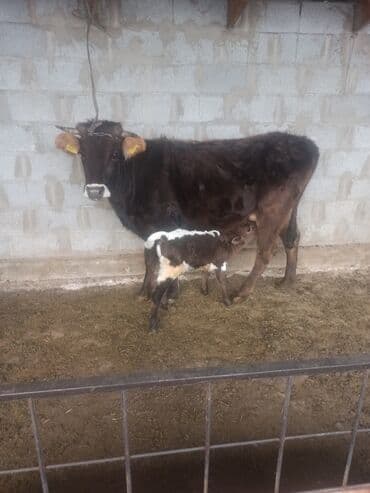 купить щенка мопса: Продаю | Корова (самка) | Алатауская, Швицкая | Для разведения, Для молока | После отела — 7