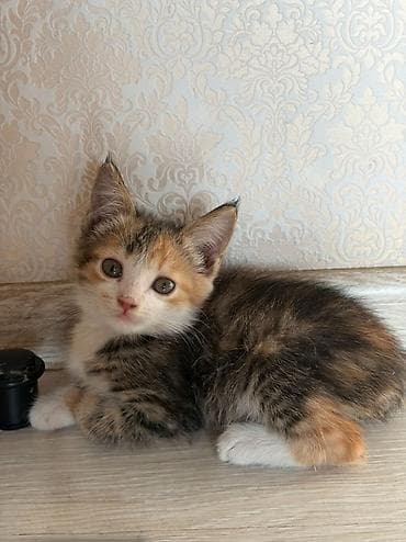 Үй жаныбарлары: Отдам в добрые руки . w/a — 2
