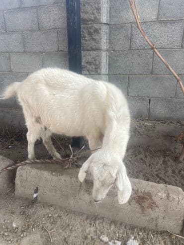 корм для форели купить: Продаю | Козлёнок | Для разведения | Племенные — 1