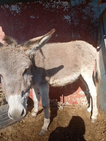 Осёл (серо-бурый), короткошёрстный, домашнего содержания. Основные