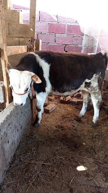 дойные коровы кара балта: Продаю | Бык (самец) | Симментальская | На откорм | Привязанные — 4