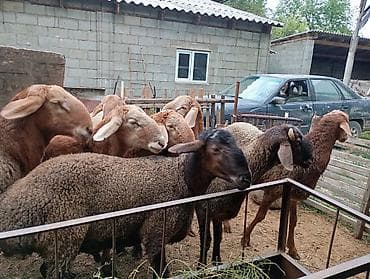 Продаю | Овца (самка) | Для разведения