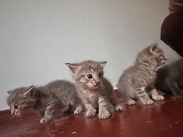 Котята серого окраса Описание: - Очаровательные котята с мягкой