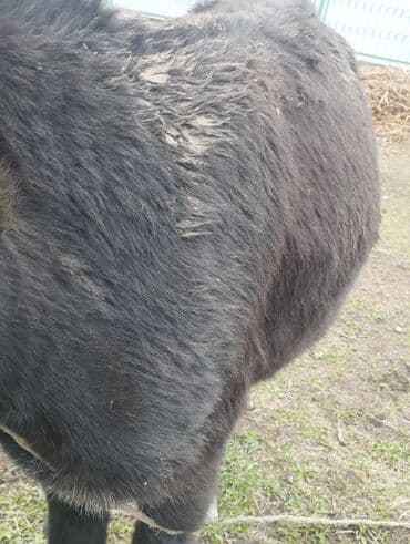 домик для кошки на улицу: ПРОДАМ ОСЛА — 1