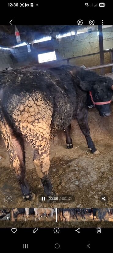 дойних коров: Продаю | Бык (самец) | Полукровка | На откорм | Привязанные — 3