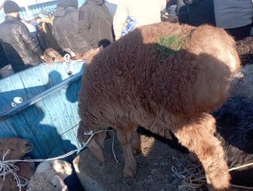 ошейник для кошек: Другие животные — 2