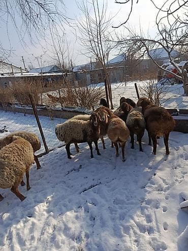 каракол ит базар: Сатам | Ургаачы кой (ургаачы) | Көбөйтүү үчүн | Ургаачы — 4