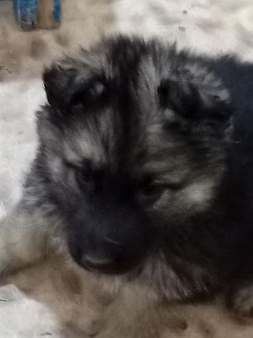бекер кучук: Продаю щенка немецкой овчарки 5 будет 2 мес кобель эркек — 3