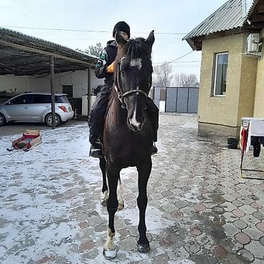 кичинекей мышык: Сатам | Байтал | Аргын | Ат спорту | Мерин — 2