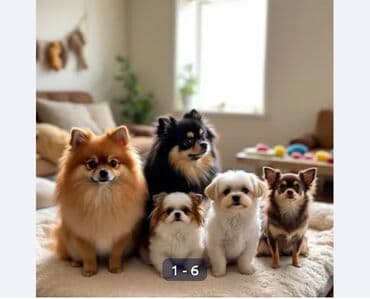 Ветеринар кызматы: 😍 СРОЧНО! 🐾 Только сегодня и завтра! *Мелкие породы собак по СУПЕР — 1