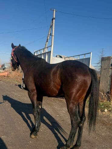 птицефабрика продает кур несушек: Продаю | Конь (самец) | Конный спорт — 4